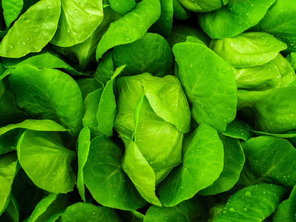 Spinach and other leafy green vegetables are great sources of folate