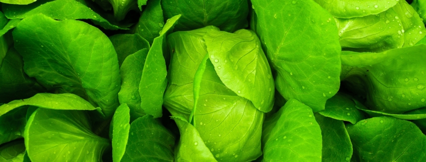 Spinach and other leafy green vegetables are great sources of folate